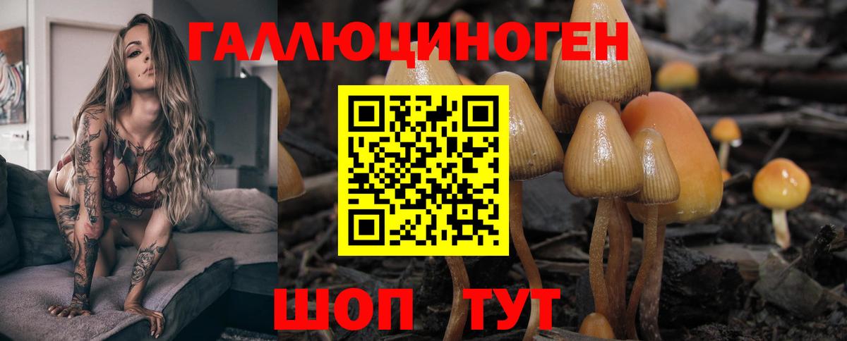 как найти закладки  Галлюциногенные грибы MAGIC MUSHROOMS  Вход с VPN  Черногорск  Псилоцибиновые грибы мицелий 